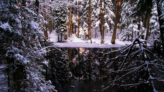 Anna zamieszkała w lesie. Jest decyzja sądu 