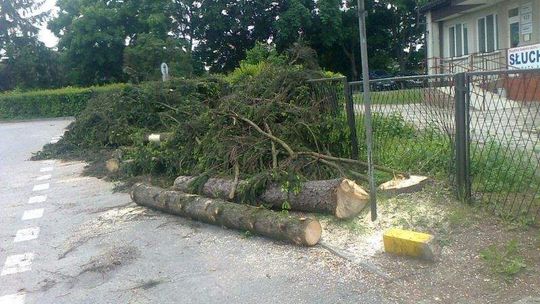 Annopol. Ulica Leśna bez świerków. Dlaczego zostały wycięte?