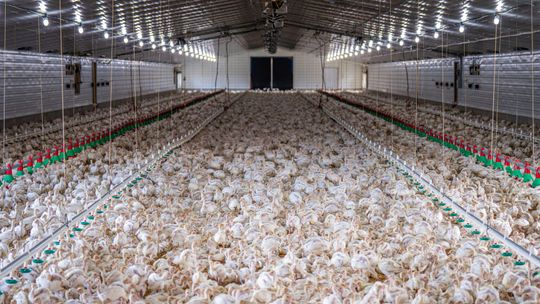 Anonimowa skarga, ostre emocje i ferma drobiu. Stary Brus na krawędzi lokalnego konfliktu