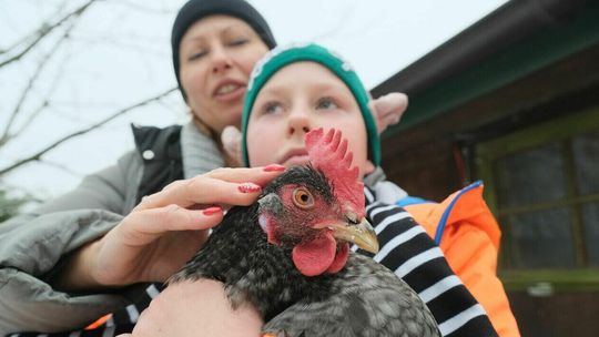 Antidotum na pandemię. I codziennie świeże jaja [zdjęcia]