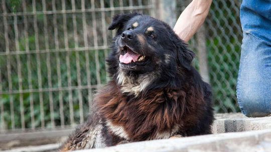 Ares wystraszył się fajerwerków, nie żyje. Mira czeka na nowy dom