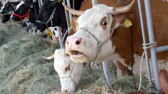 ARiMR skontroluje krowy i łąki