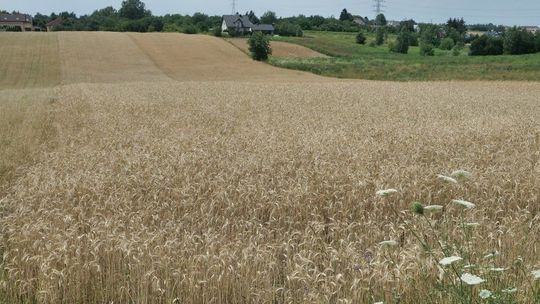 ARiMR: Trwają nabory wniosków na popularne w Lubelskiem działania