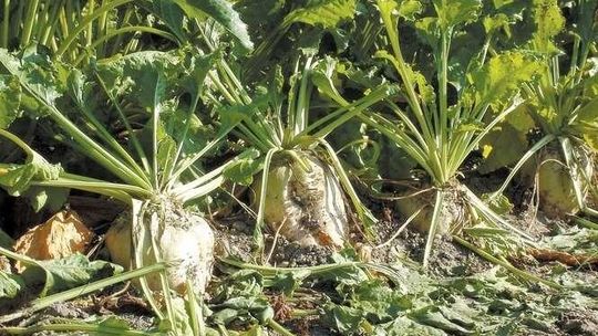 ARiMR wypłaca zaliczki. "Przelewy dla 70 tysięcy rolników codziennie"