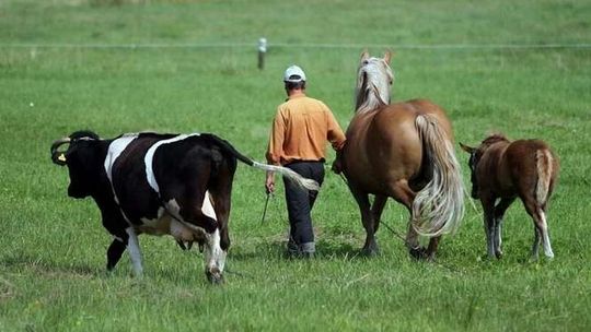 ARiMR. Zmiany w zasadach unijnej pomocy dla rolników