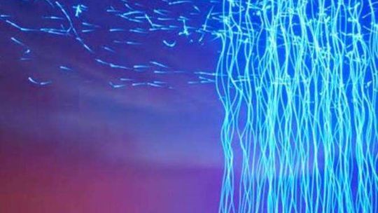 "Ars Electronica" - pokaz filmów w Labiryncie