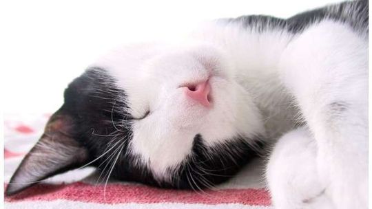 Artystyczne kocie sprawy. Konkurs dla dzieci