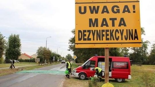 ASF coraz bliżej Lublina. Świnka wietnamska też jest zagrożona