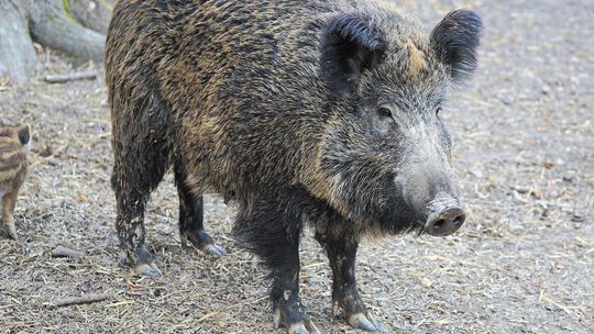 ASF dotarło do Puław. Myśliwi znajdują padłe dziki