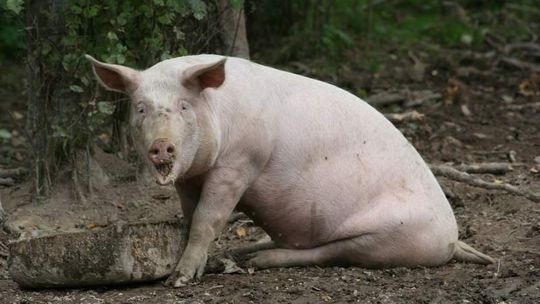 ASF. Koniec kwarantanny, ale hodowcy i tak grożą wypuszczeniem świń do lasu