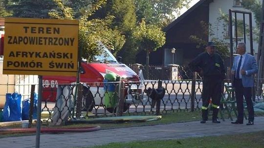 ASF: Są dwa zakłady gotowe do skupu interwencyjnego świń