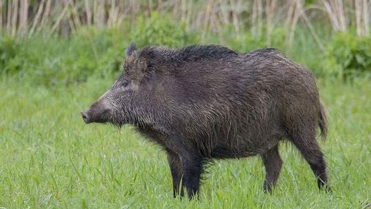ASF u dzika. Martwe zwierzę znaleziono na polu