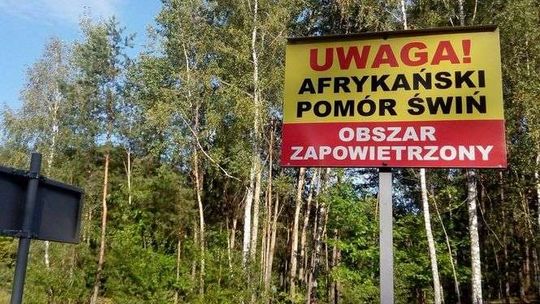 ASF w woj. lubelskim. Zakazy zniesione