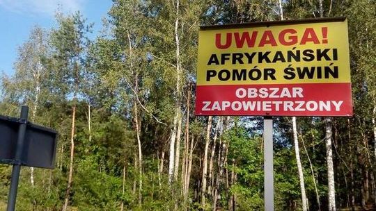 ASF: Wojewoda lubelski zniósł restrykcje w czterech powiatach