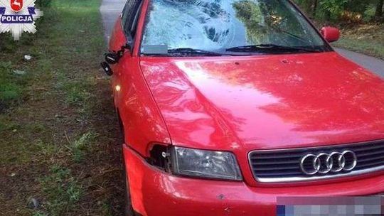 Audi zderzyło się z łosiem. Zwierzę prawie wpadło do środka