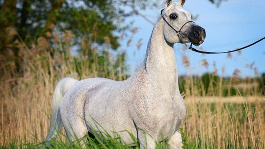 Aukcja Koni Arabskich w Janowie Podlaskim: Czy Norma pobije rekord?