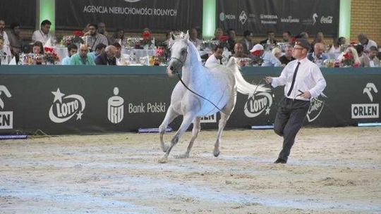 Aukcja koni Janowie Podlaskim. Liczą na Anawerę i Prunellę