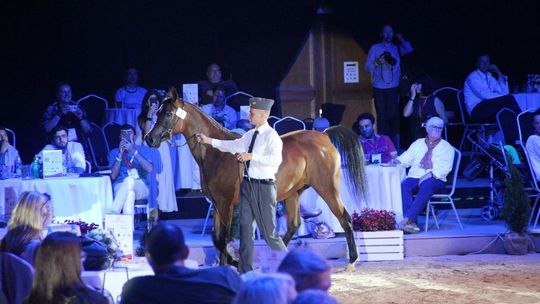 Aukcja koni Pride od Poland w Janowie Podlaskim z ograniczeniami. Czy arabscy kupcy będą licytować przez telefon?