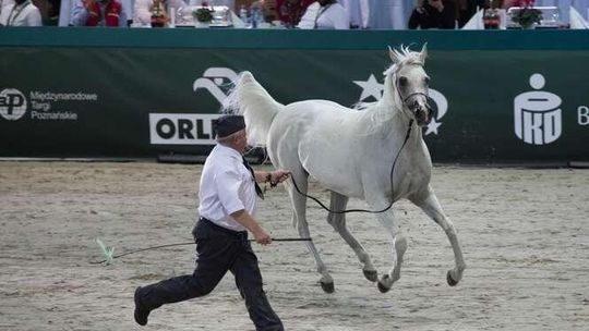 Aukcja koni w Janowie. CBA sprawdzi, jak sprzedawano Emirę