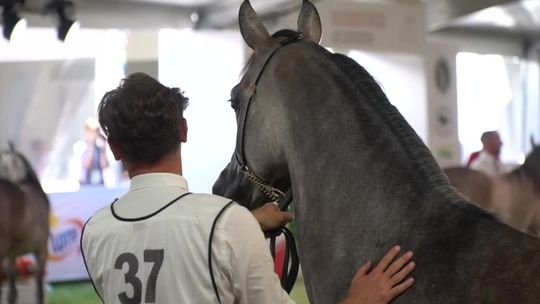 Aukcja koni w Janowie Podlaskim "Gości jest mniej"
