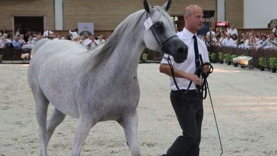 Aukcja koni w Janowie Podlaskim: Pepita sprzedana za 1 mln 400 tys. euro. To rekord!