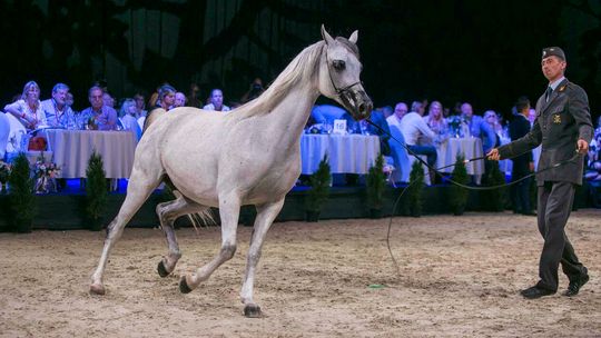 Aukcja Pride of Poland 2019. Ile trzeba zapłacić za bilet?