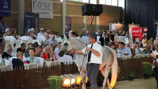 Aukcja Pride of Poland już za tydzień. 56 koni do wylicytowania