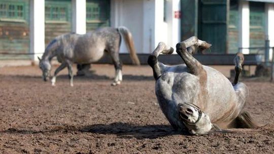 Aukcja Pride of Poland zagrożona. Politycy komentują sprawę stadniny w Janowie Podlaskim