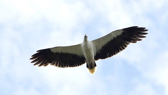 Australia: Ptak porwał kamerę, nagrał swoją podróż