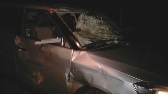 Auto uderzyło w ogromnego łosia. Jego głowa została na siedzeniu