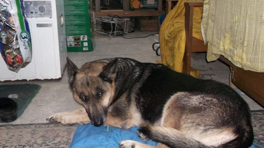 Aza przeżyła 12 lat piekła. Szukamy domu dla owczarka 