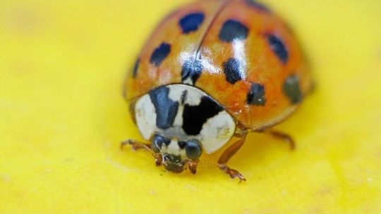 Azjatyckie biedronki w Lublinie: Czy są groźne?