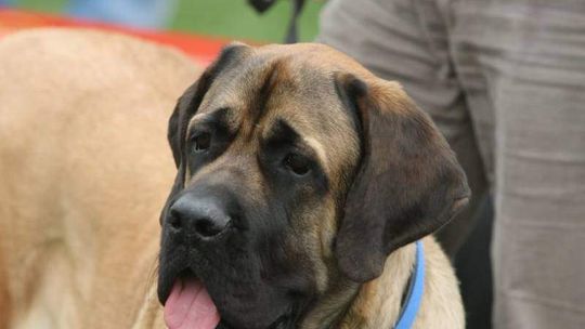 Azor z czipem nie zaginie. Akcja w Puławach