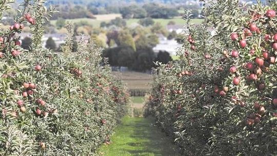 Badanie sadów. Obowiązkowe ankiety dla 3 tys. gospodarstw w Lubelskiem