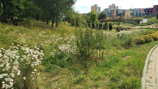 „Badyle" opanowały park Jana Pawła II. Miasto nie kosi przez suszę