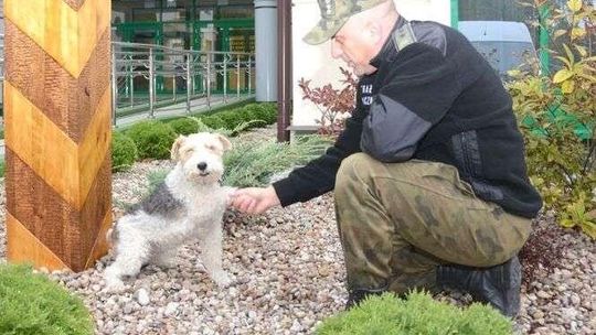 Bajtek odchodzi na emeryturę. Foksterier pracował 11 lat w Straży Granicznej