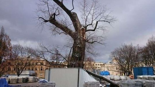 Baobab na pl. Litewskim raczej do wycinki: "Stwarza zagrożenie"