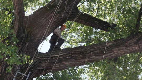 Baobab nam zmalał. Chirurdzy drzew na topoli