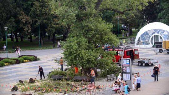 Baobab niknie w oczach. Usunięto sporą część drzewa (wideo)