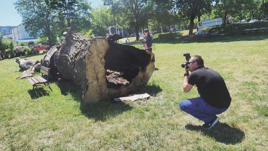 Baobab podpalony. Dlaczego do tej pory nie powstała obiecana rzeźba?