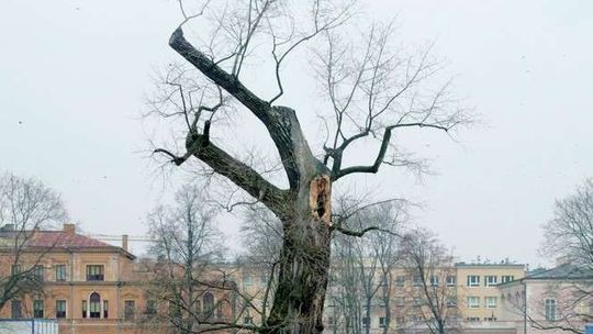 Baobab z pl. Litewskiego skreślony z listy pomników przyrody