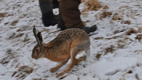 Barchaczów: Zające na wolności (zdjęcia)