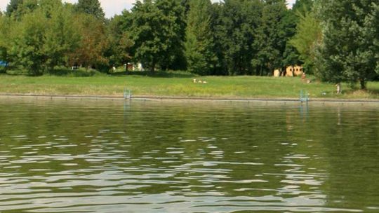 Barszcz Sosnowskiego nad Zalewem Zemborzyckim. Poparzyło się dwóch chłopców