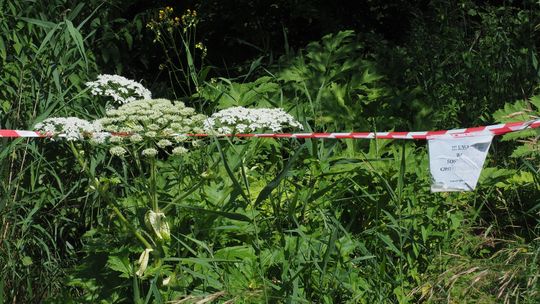 Barszcz Sosnowskiego: nie dotykaj i powiadom. Nowe sposoby walki z tą rośliną