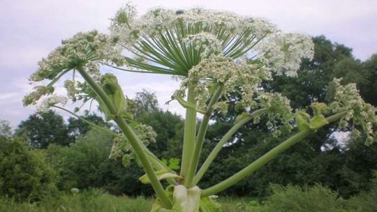 Barszcz Sosnowskiego zagraża ludziom. Lublin bierze się za walkę z niebezpieczną rośliną