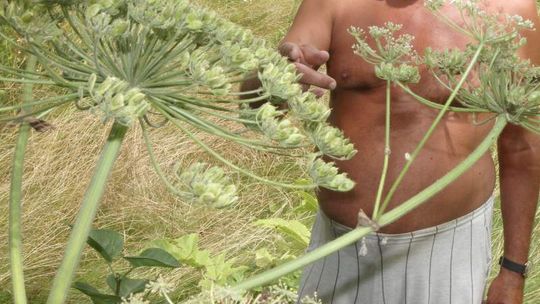 Barszcz Sosnowskiego znowu parzy