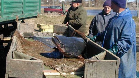 \"Batory” wyłowiony i zwodowany