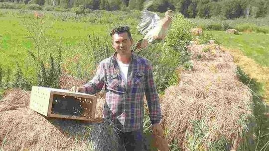 Bażantów było za mało. Myśliwi wypuścili 1,5 tysiąca ptaków