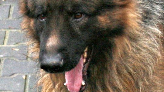 Będą czipować psy we Włodawie