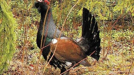 Będą śledzić głuszce w Lasach Janowskich